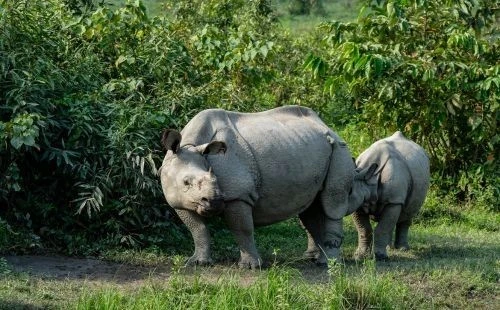 one-horned Rhino in Kaziranga National Park