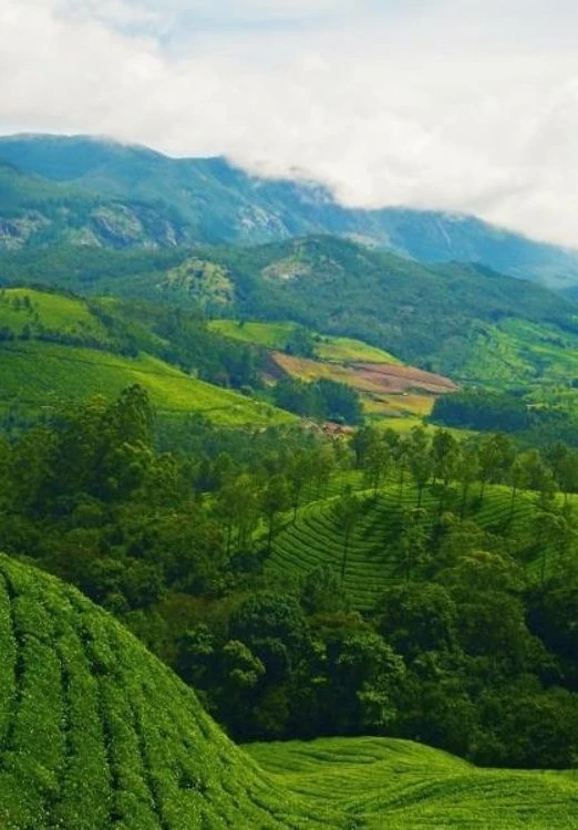 3 Nights 4 Days Munnar Alleppey Tour Package
