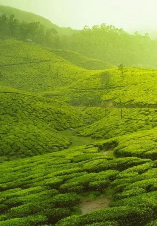3 Nights 4 Days Munnar and Thekkady Tour Package