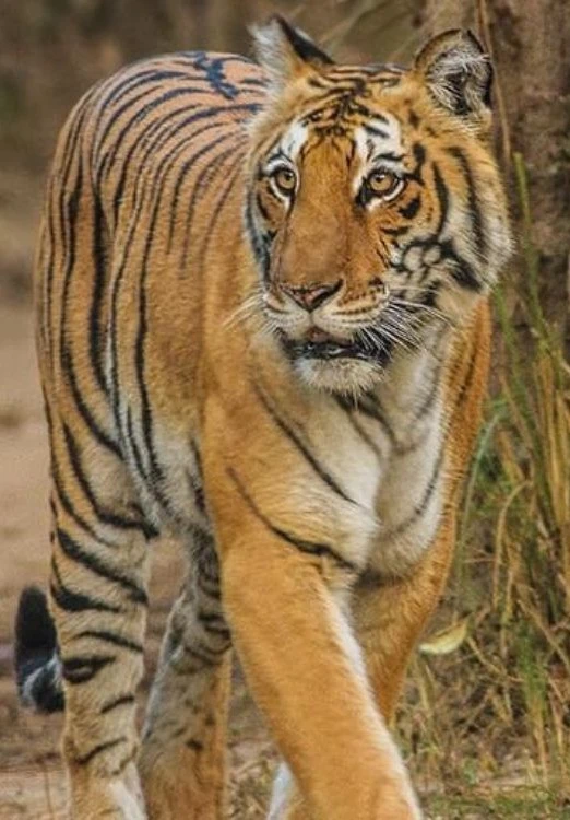 Jim Corbett Jungle Safari Tour