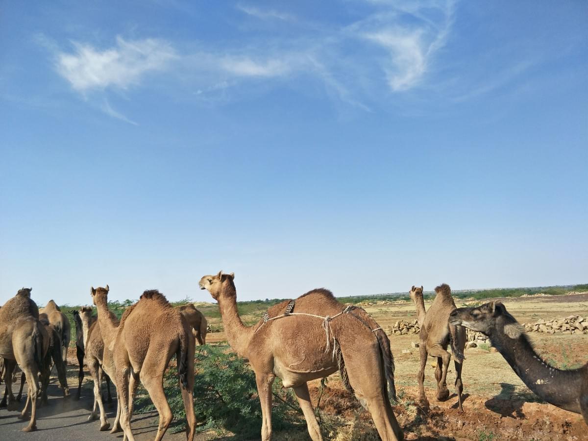 3 Day Tour of Rann of Kutch