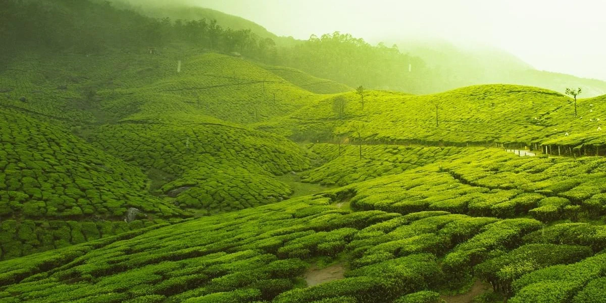 3 Night 4 Days Munnar and Thekkady Tour Package