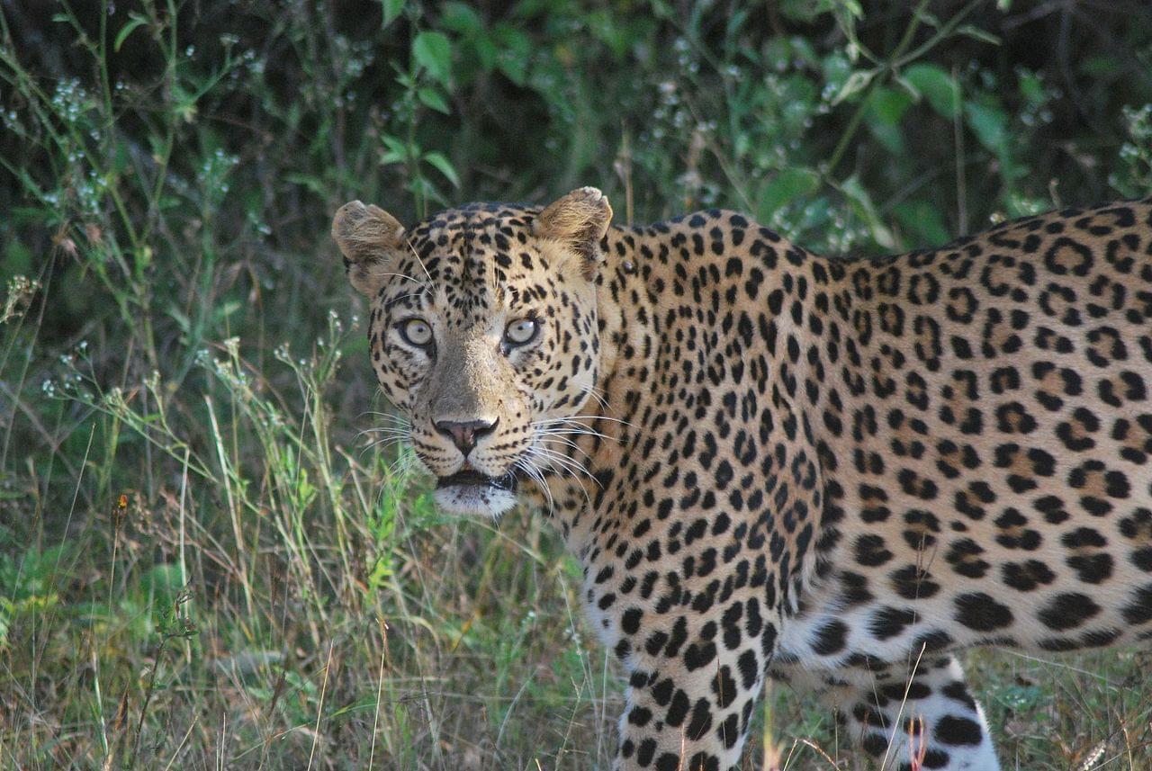 4 Night 5 Days Mysore and Bandipur National Park Tour Package