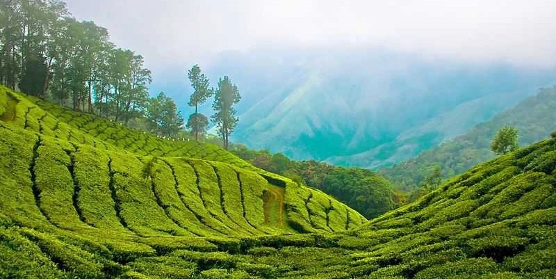 5-nights-6-days-ooty-munnar-kodaikanal-tour-package-JustWravel-1728362885-MUNNAR---Copy.jpg