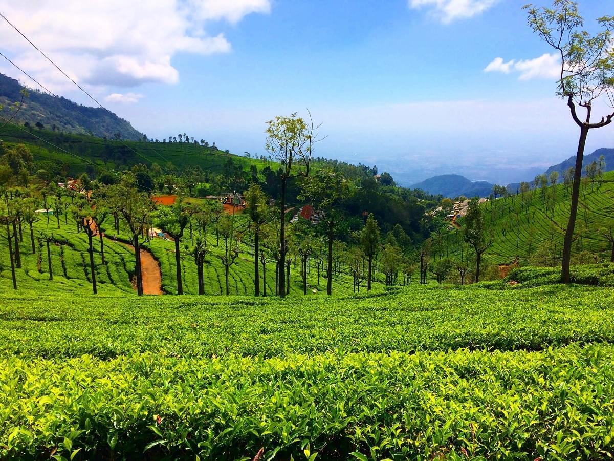 6 Night 7 Days Coorg, Ooty, Mysore and Coonoor Tour Package