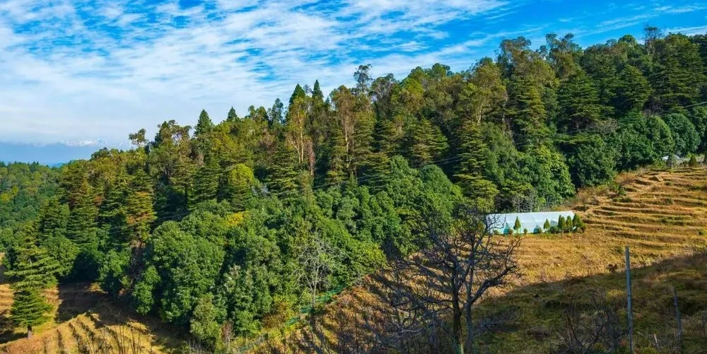 6-night-7-days-uttarakhand-tour-with-corbett-ranikhet-JustWravel-1745833035-16-(1).webp
