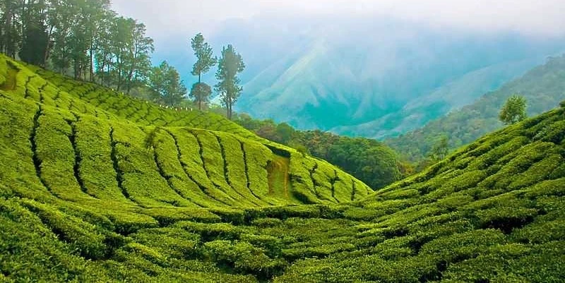 7-nights-8-days-ooty-kodaikanal-thekkady-munnar-tour-package-JustWravel-1728362221-MUNNAR---Copy.jpg