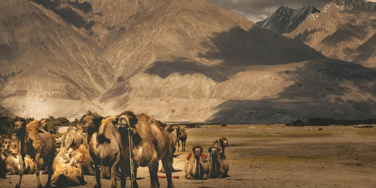 Wondrous Leh Ladakh Tour Package with Kargil and Srinagar