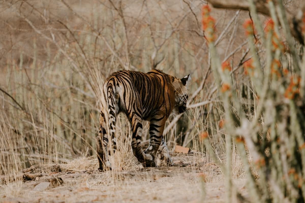 Exhilarating Tour Package of Ranthambore with Jaipur & Pushkar