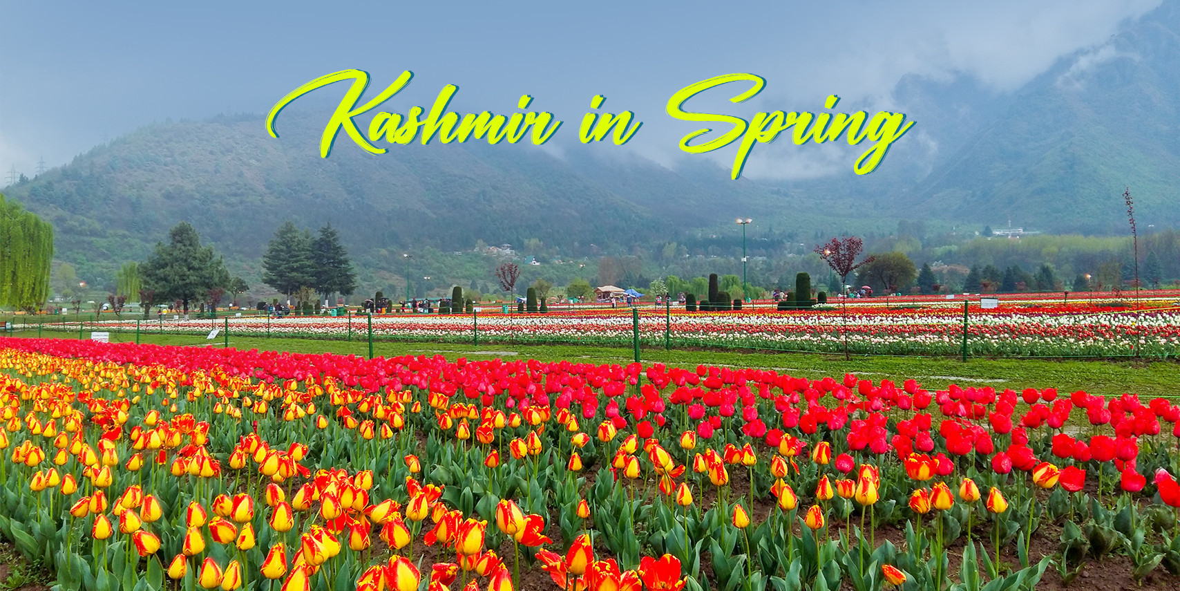 kashmir-backpacking-in-spring-tulip-festival-JustWravel-1707036724-Kashmir-Spring-1.jpg