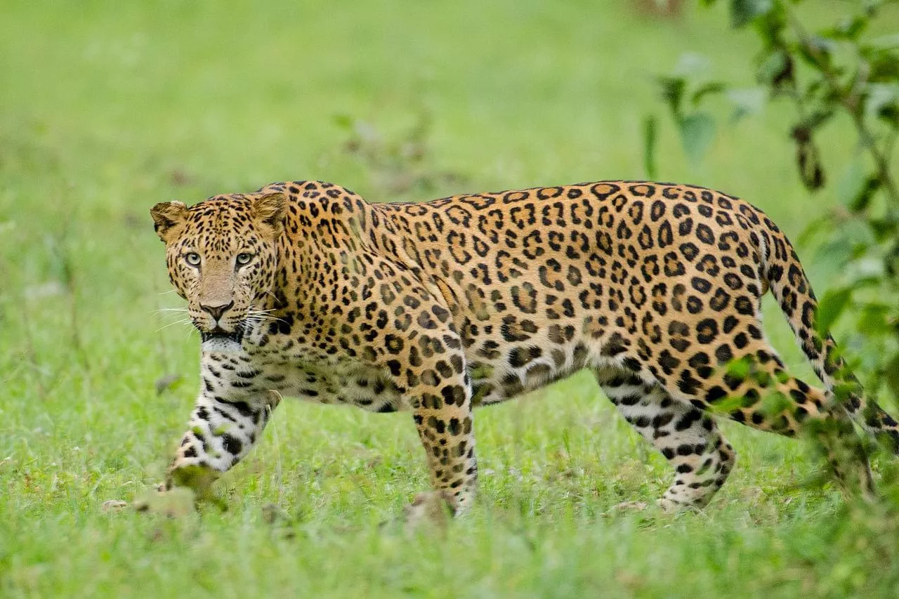 2 Night 3 Days Kabini Tour Package