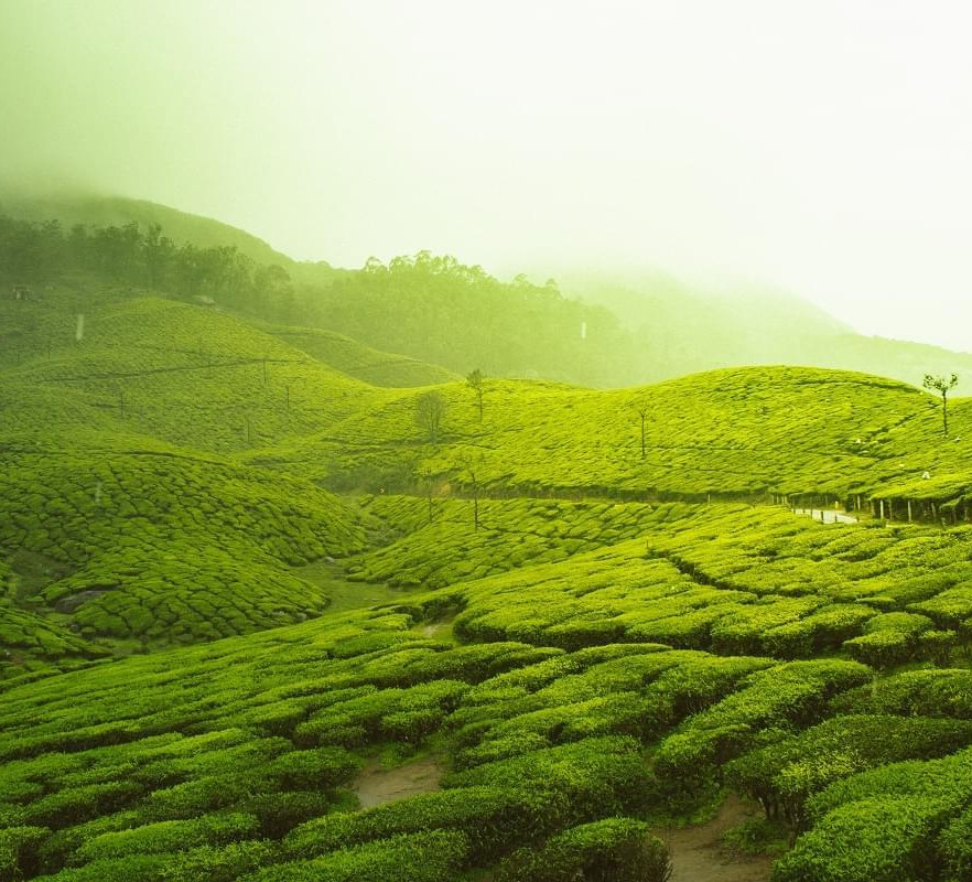 3 Night 4 Days Munnar and Thekkady Tour Package