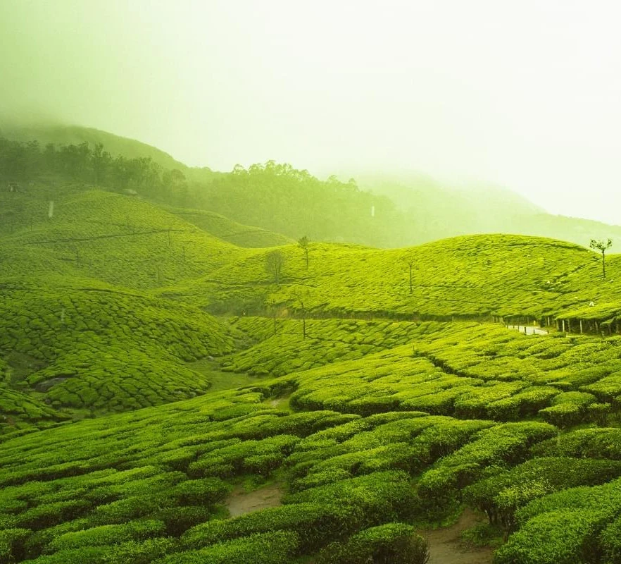 3 Night 4 Days Munnar and Thekkady Tour Package