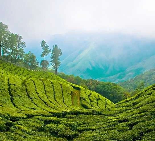 5-nights-6-days-ooty-munnar-kodaikanal-tour-package-JustWravel-1728362892-MUNNAR---Copy.jpg