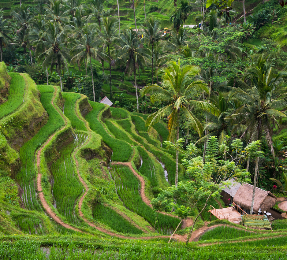 JustWravel-1715605669-Tegalalang-Rice-Fields.png