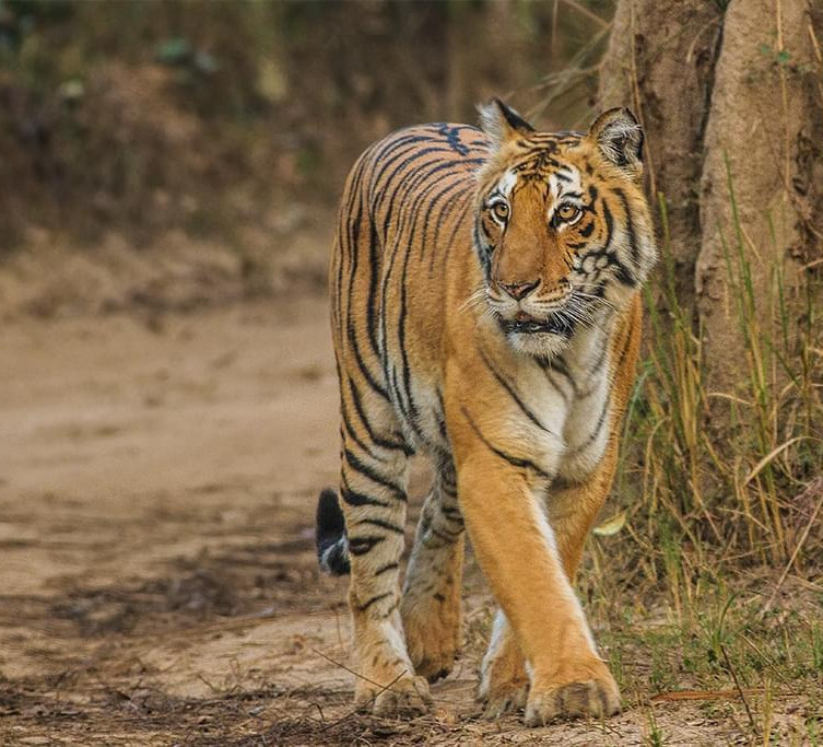 Jim Corbett Jungle Safari Tour