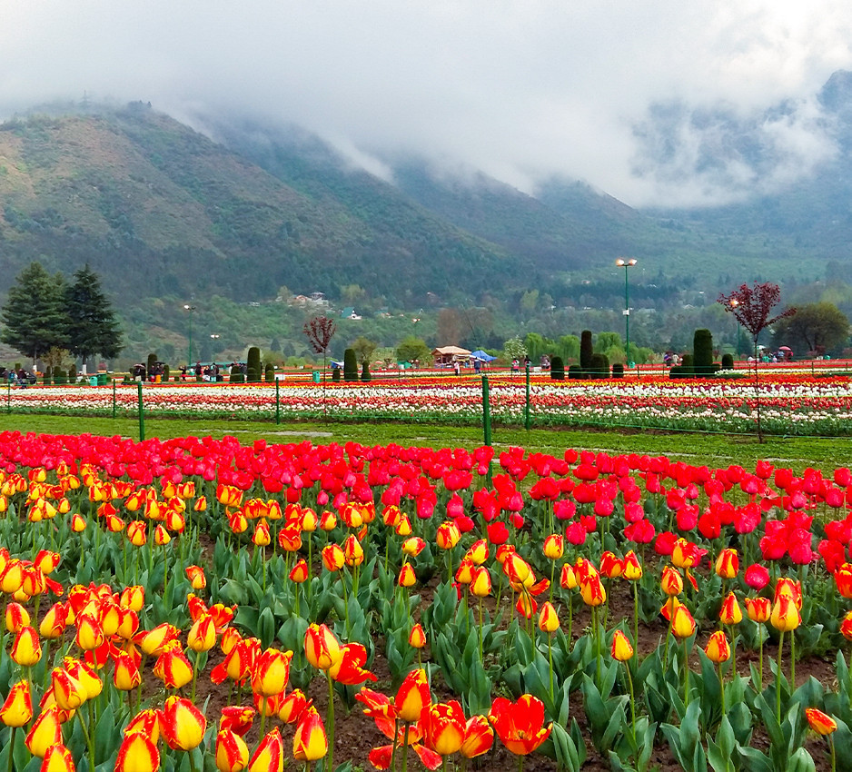 kashmir-backpacking-in-spring-tulip-festival-JustWravel-1707036736-Kashmir-Spring-2.jpg