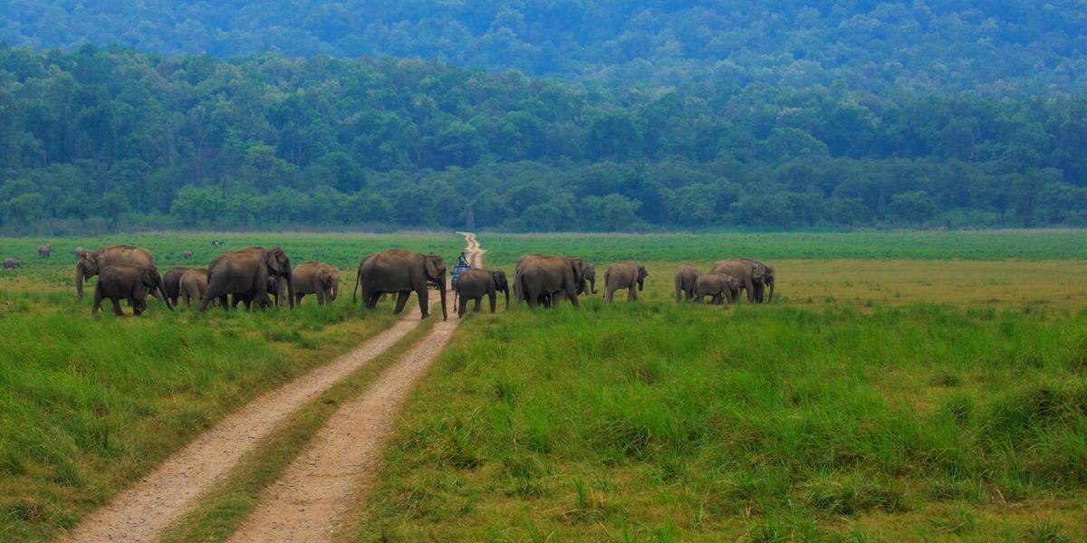 Elephants in Jim Corbett