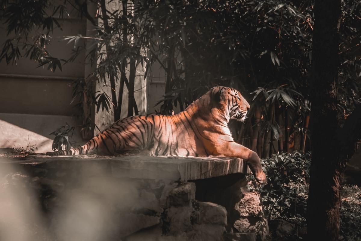 Tiger at Sri Chamarajendra Zoological Gardens Mysore