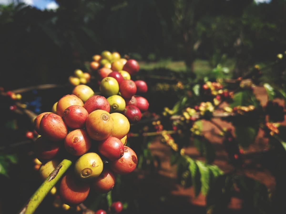 Coffee Beans Coorg