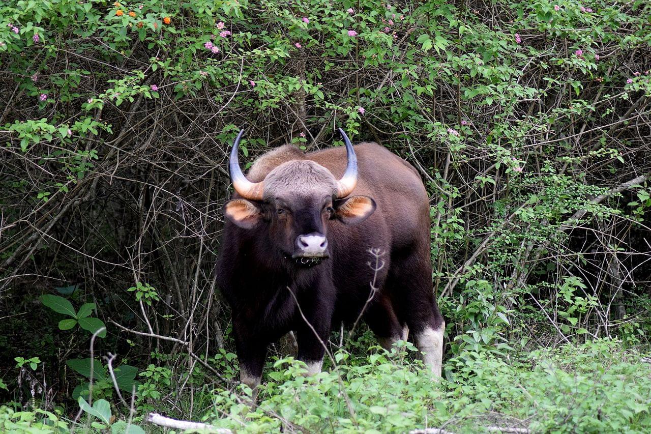Bison at Bandipur National Park