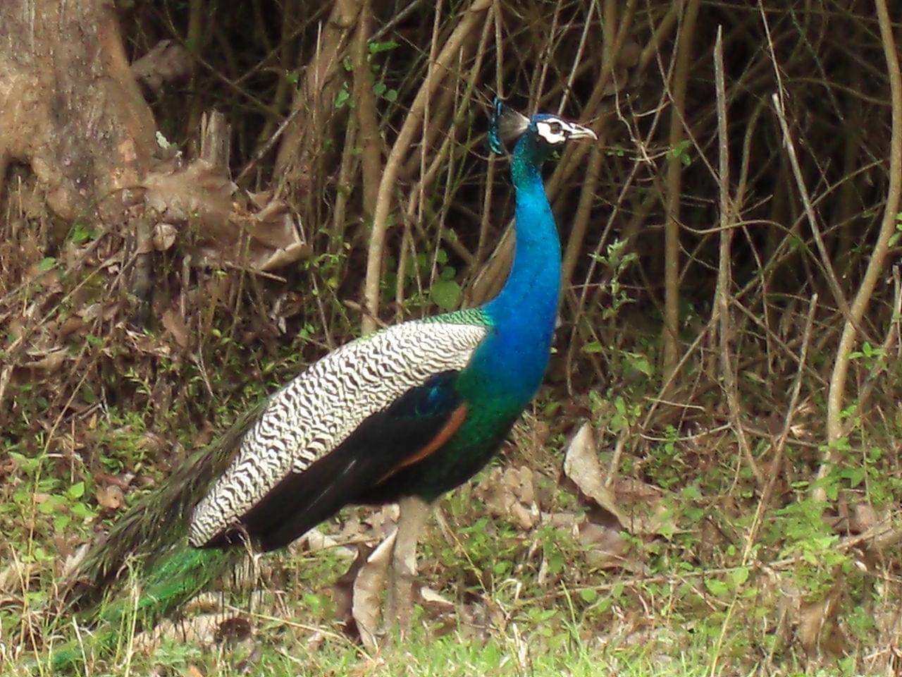 Peacock Bandipur National Park