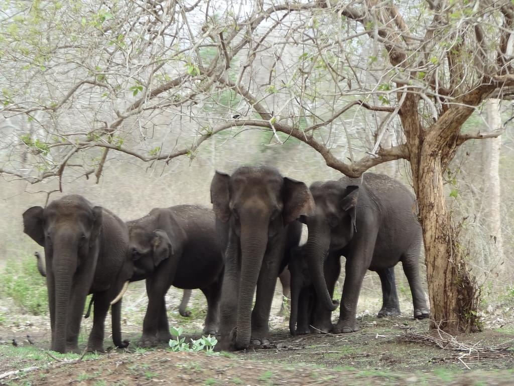 Elephants at Bandipur National Park
