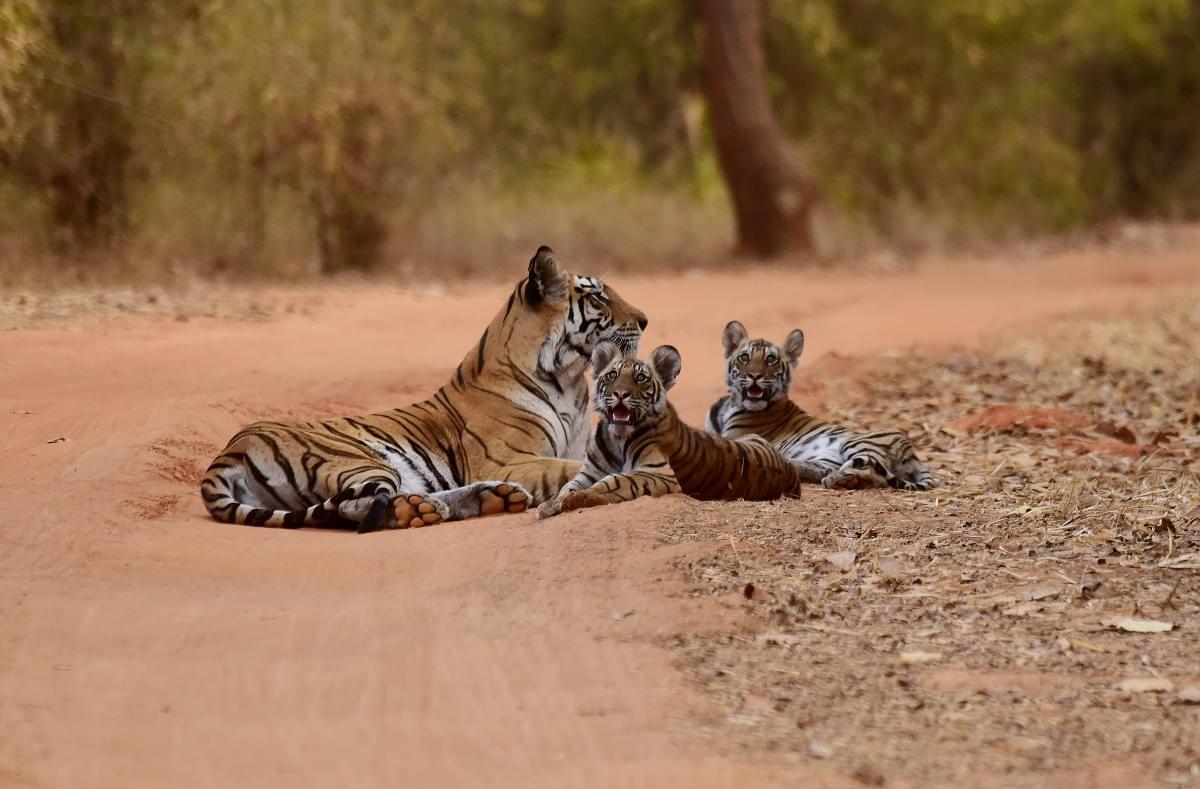 Tigar's family at Pench National Park