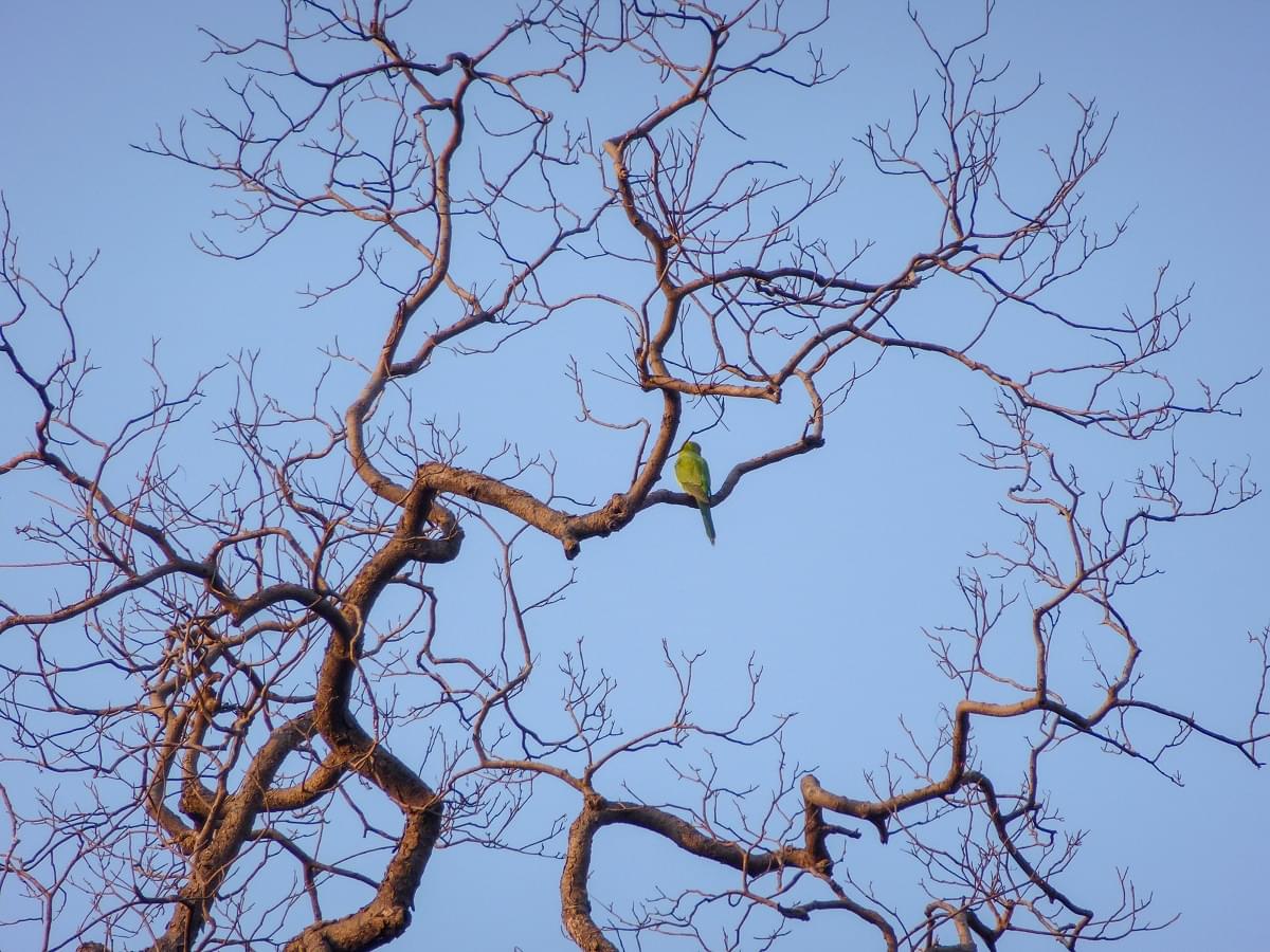Birds at Pench National Park