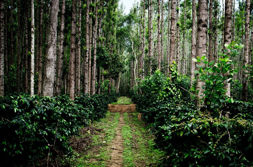 Coffee Plantation Chikmagalur