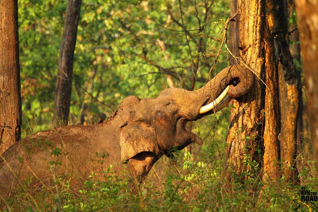 Elephant at Kabini 