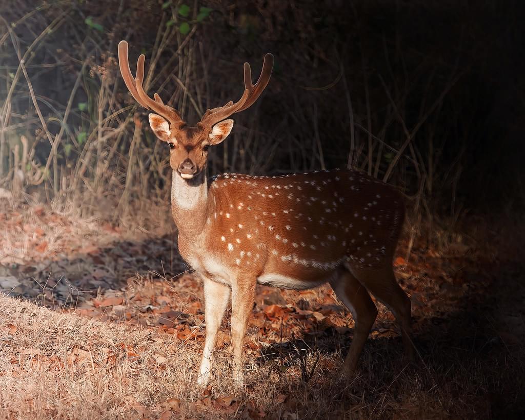 Dear at Kabini