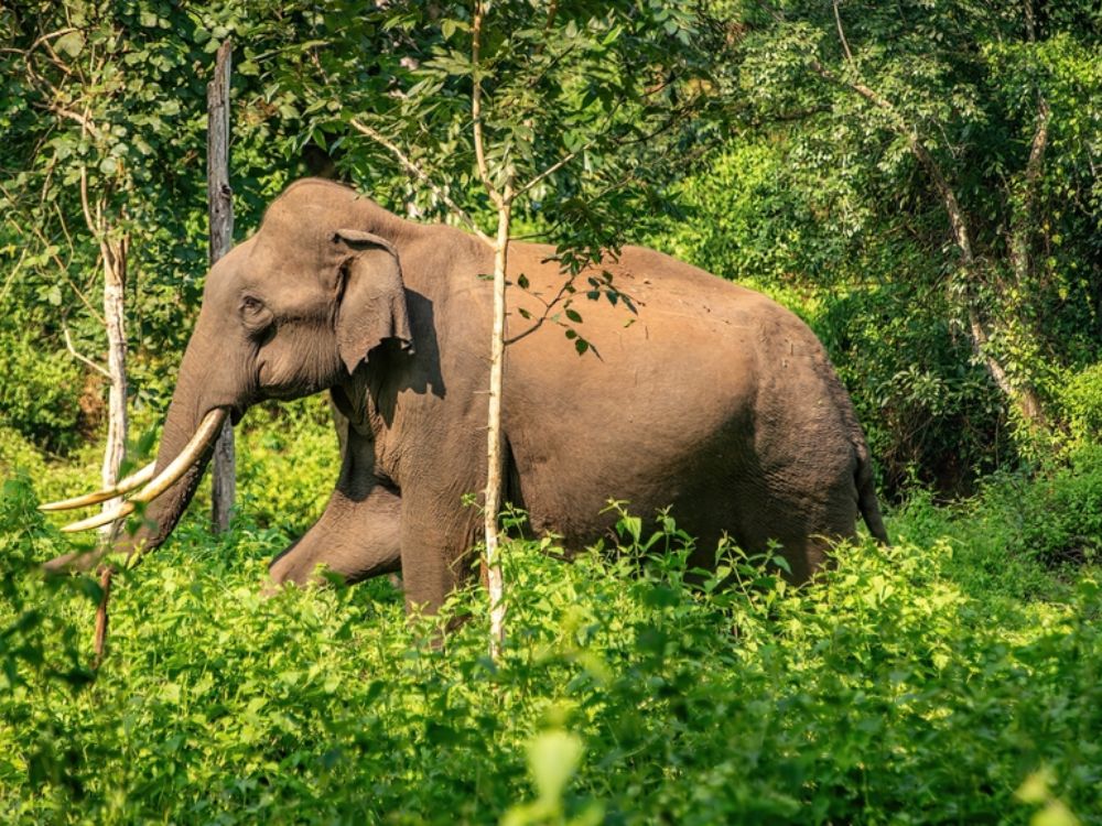 2-night-3-days-wayanad-tour-package-JustWravel-1752215112-34.jpg