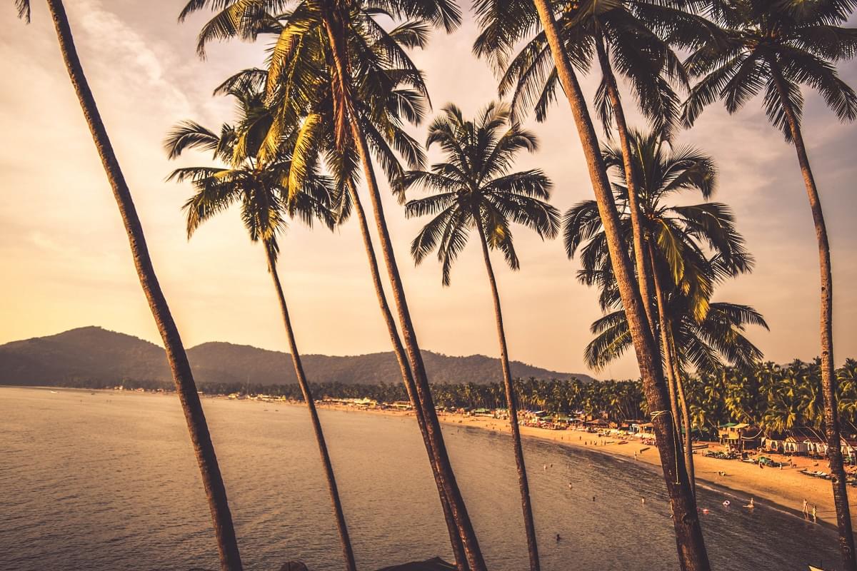 Beautiful Coconut Trees