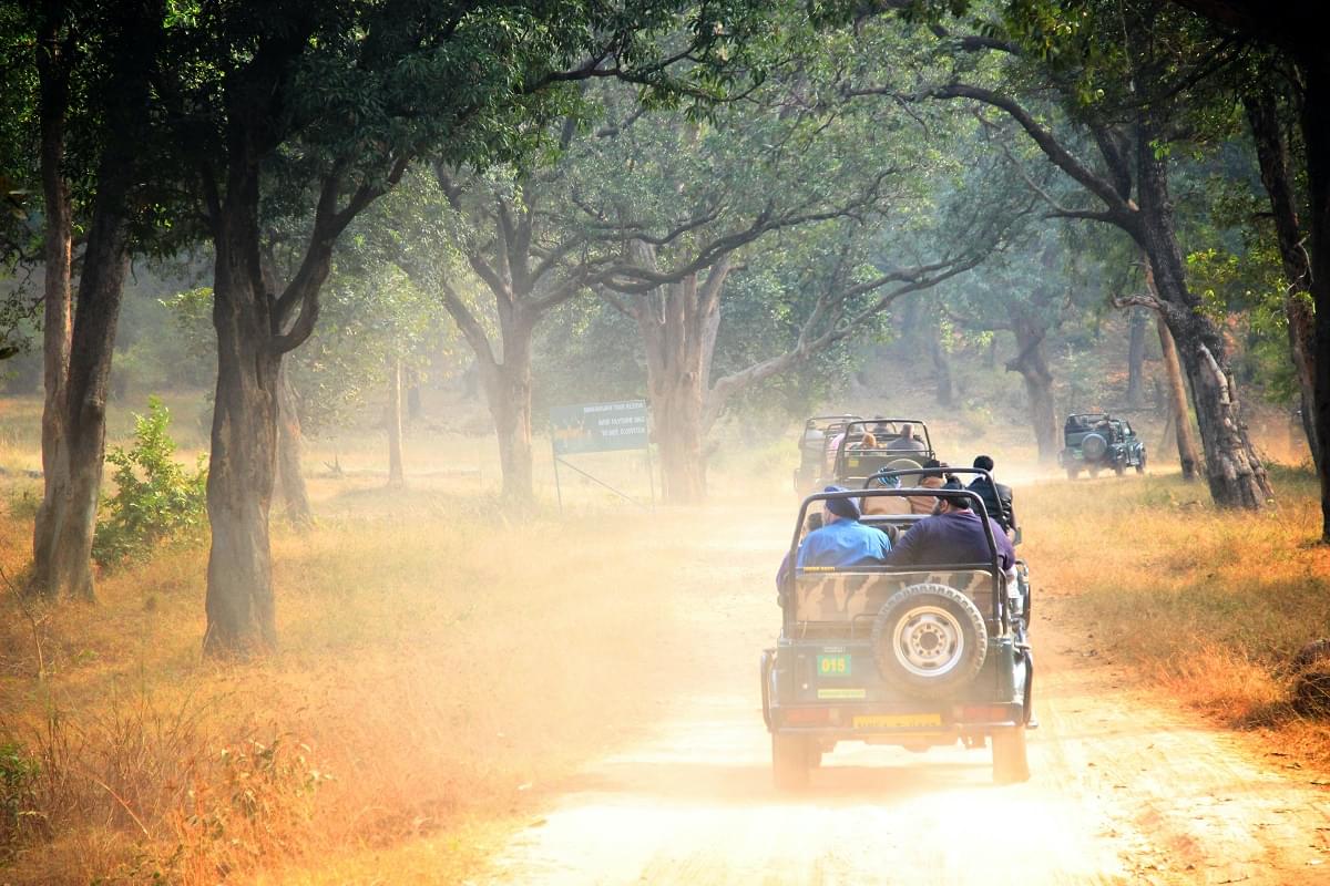 Jeep Safari at Bandhavgarh National Park