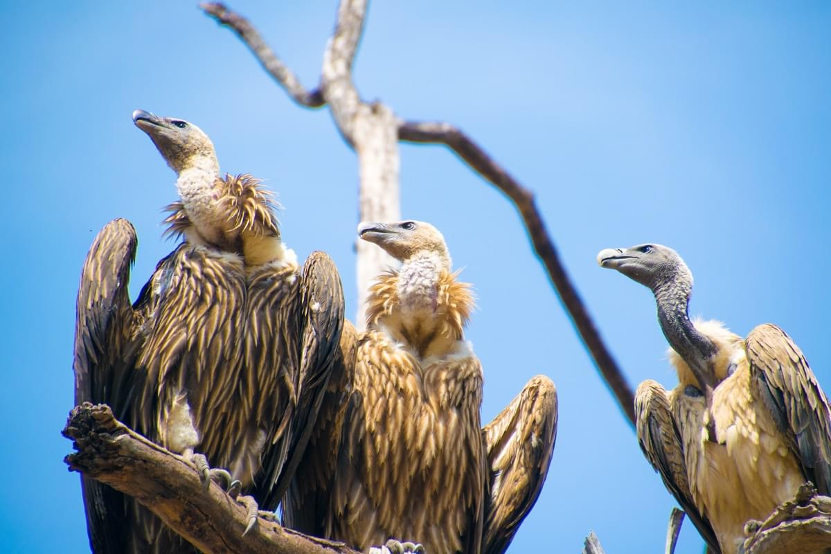 Vulture at Bandhavgarh National Park