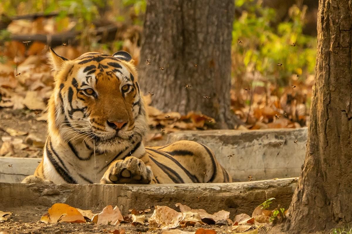 Tiger at Kanha National Park