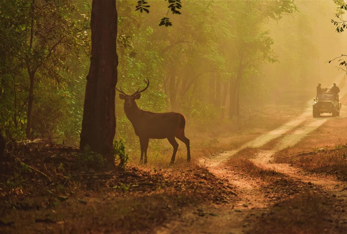 Barasingha or Swamp Deer, Kanha National Park