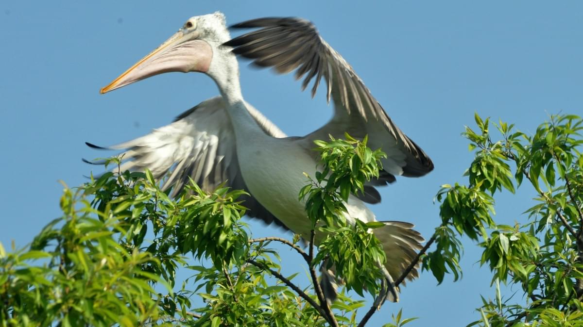 Pelican at Ranganathittu Bird Sanctuary Mysore