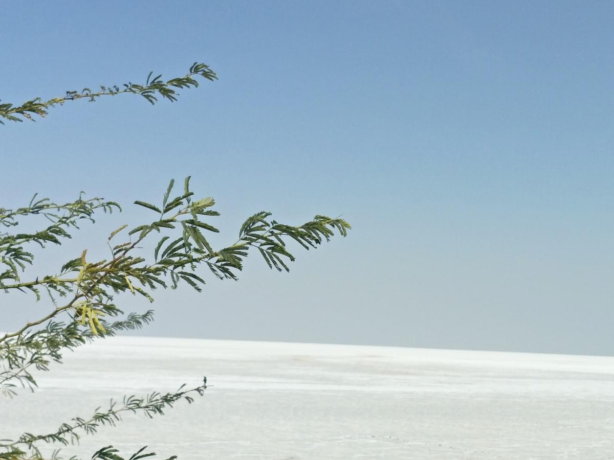 White Rann of Kutch