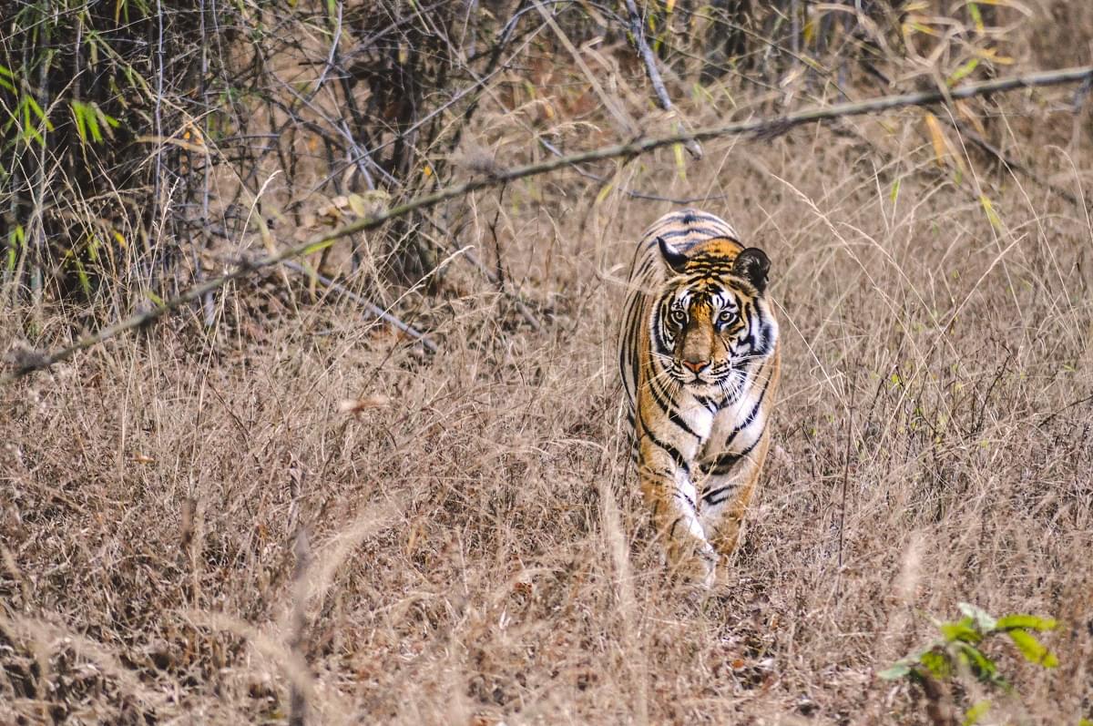 Tiger at Bandhavgarh National Park