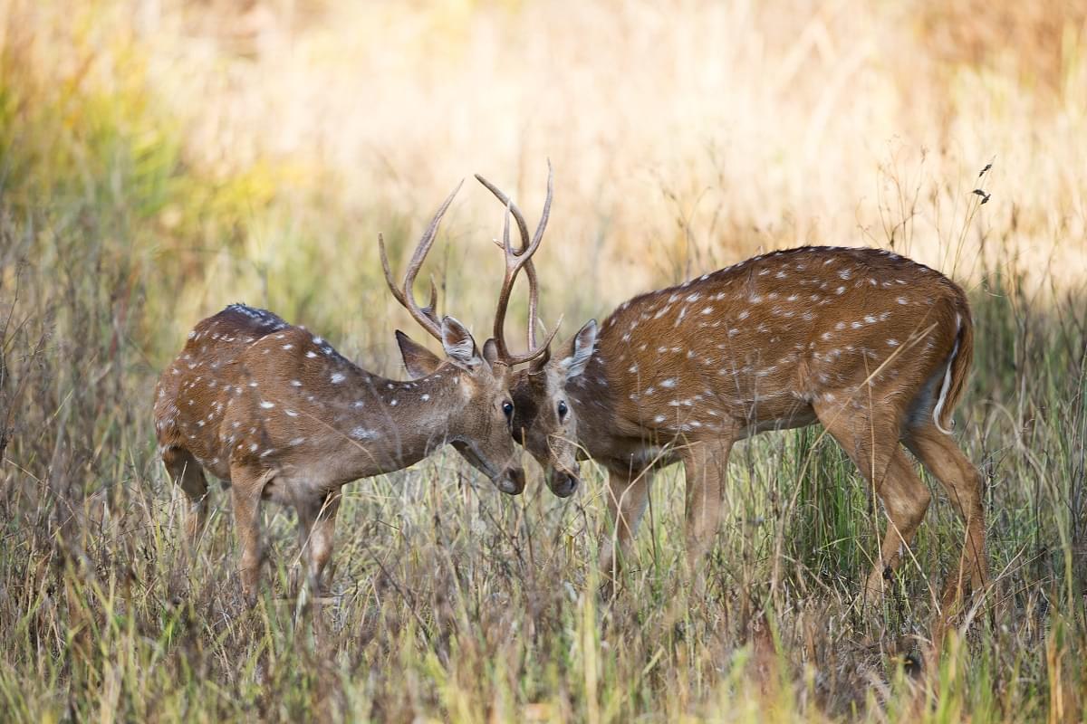 Dear Fight, Kanha National Park