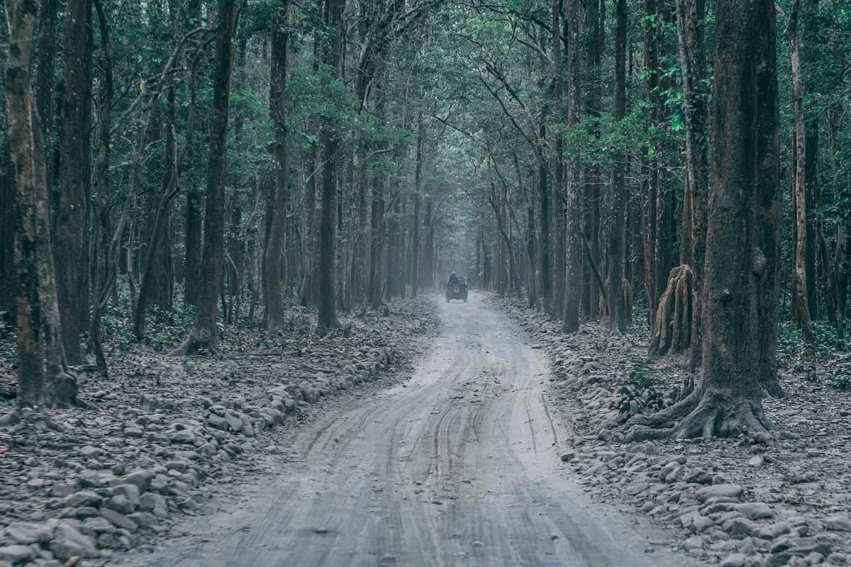 Jungle Trail Corbett