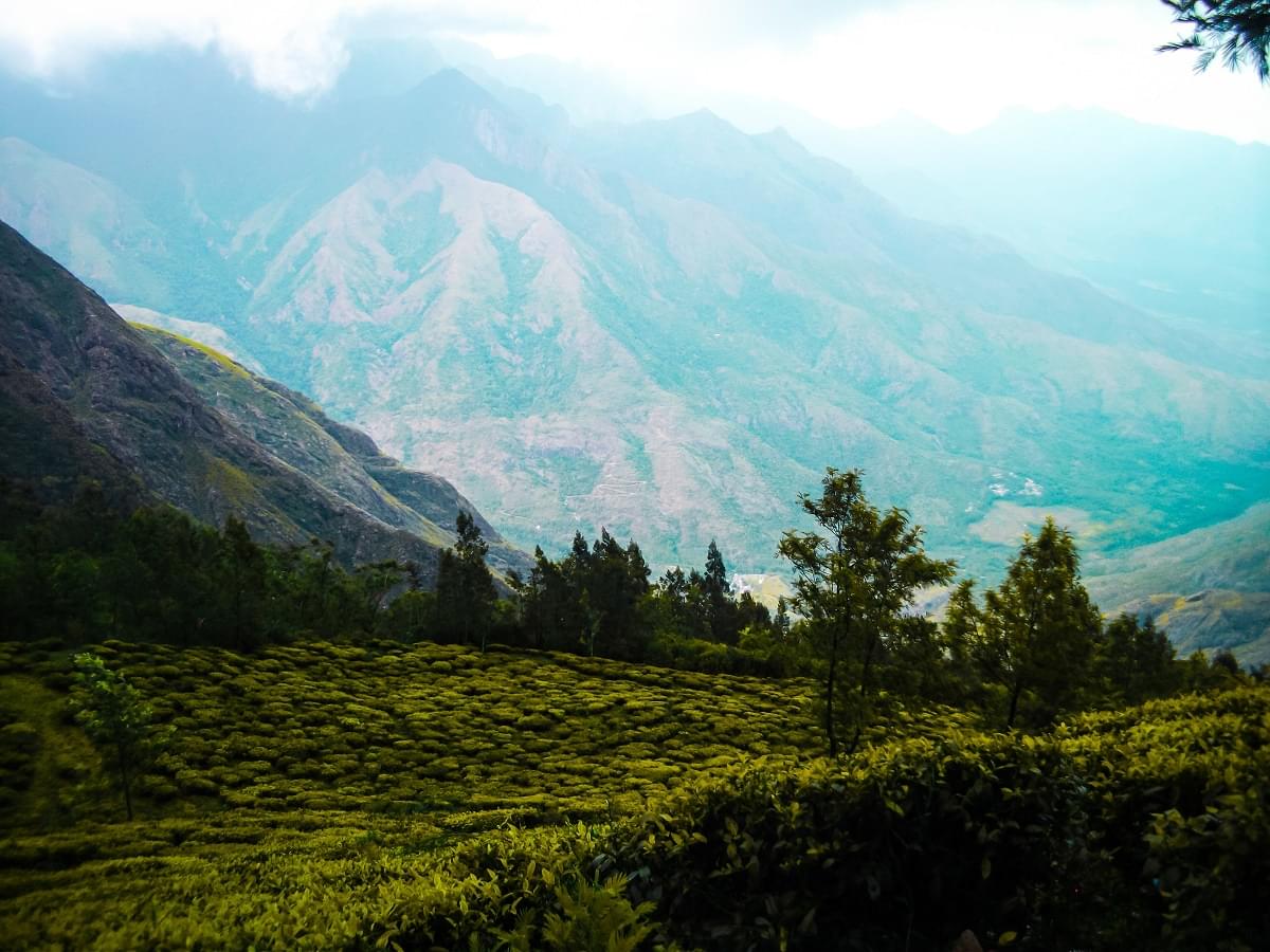 Tea Garden Munnar