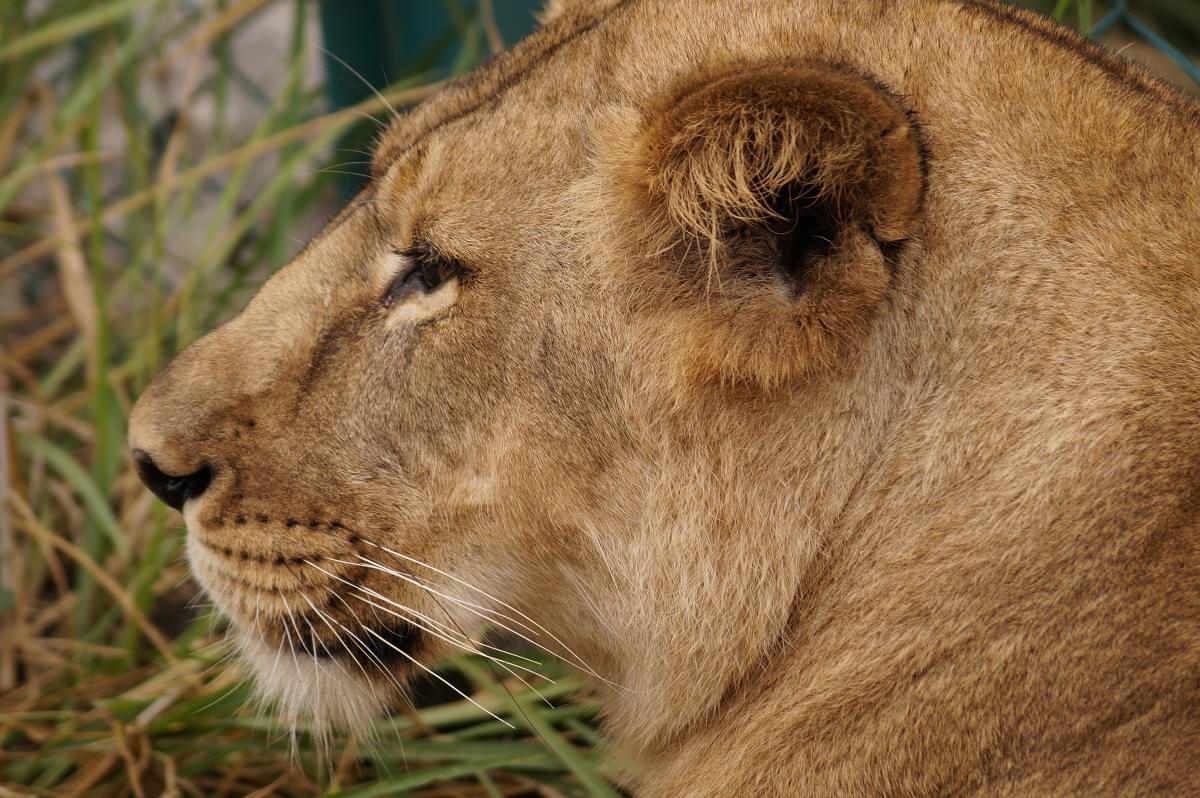 Lion at Sri Chamarajendra Zoological Gardens Mysore