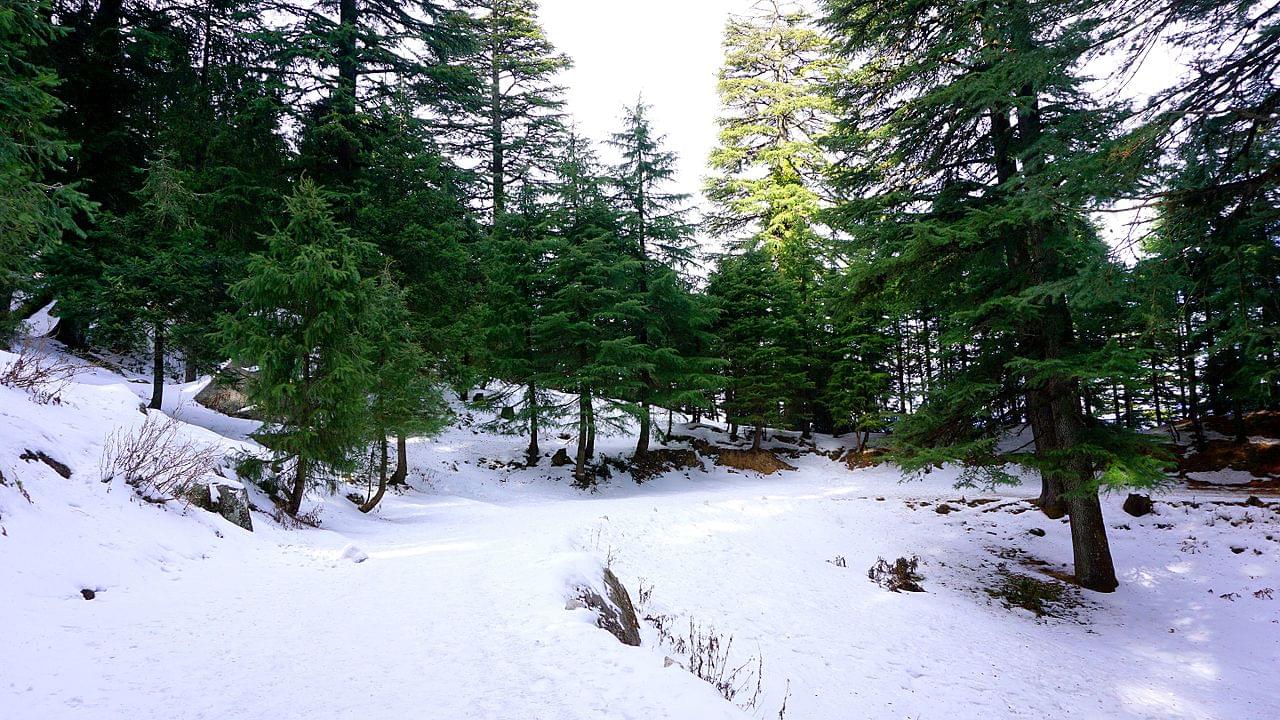 Kalatop Trek Dalhousie