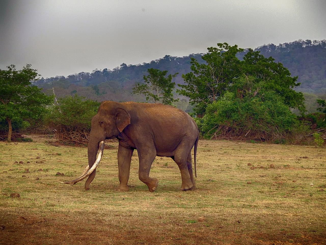 Elephant at Kabini Wildlife Sanctuary