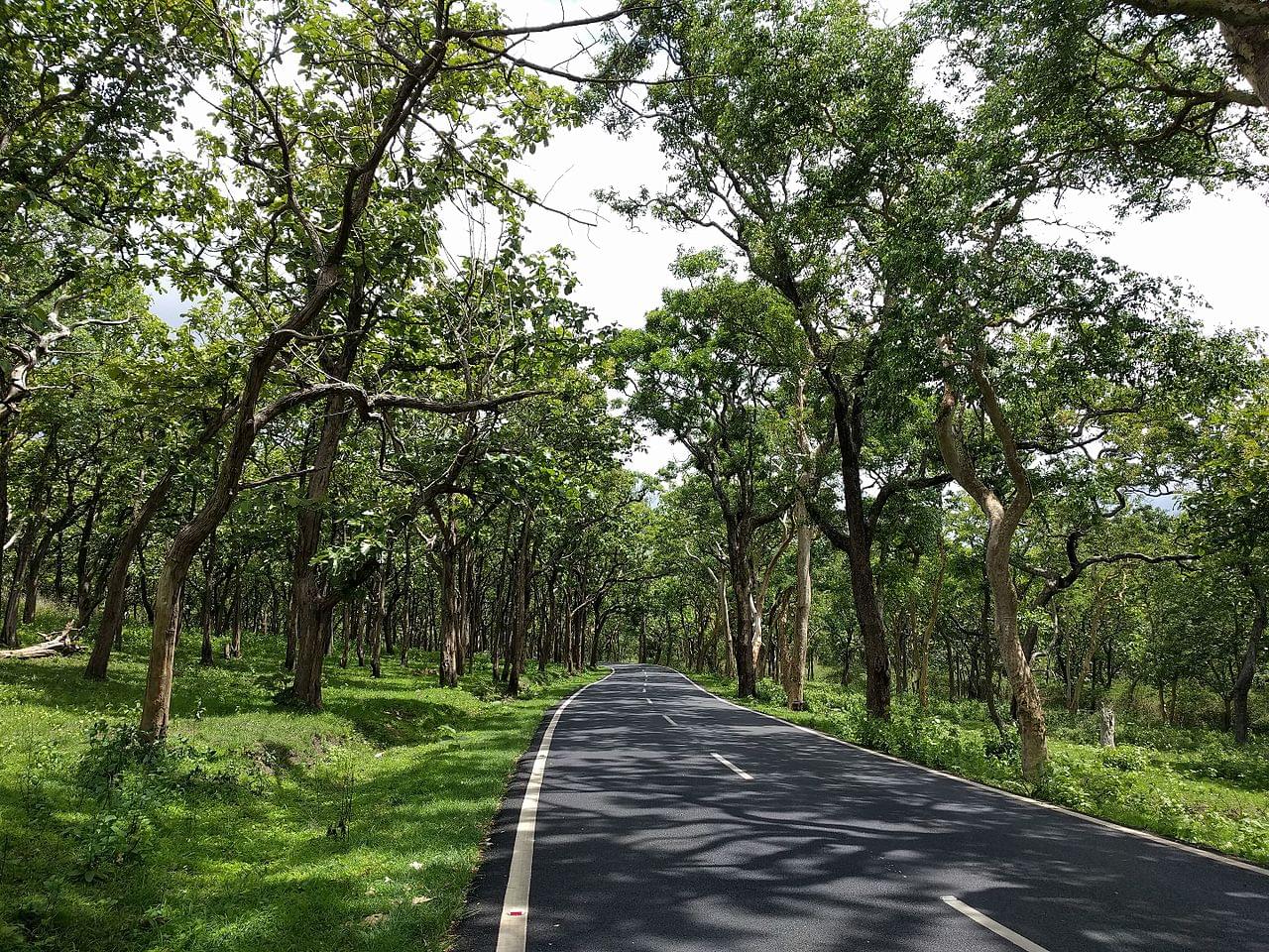 Bandipur National Park Road