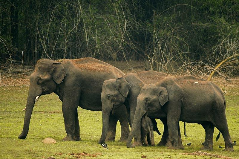 Elephant Family at Kabini 