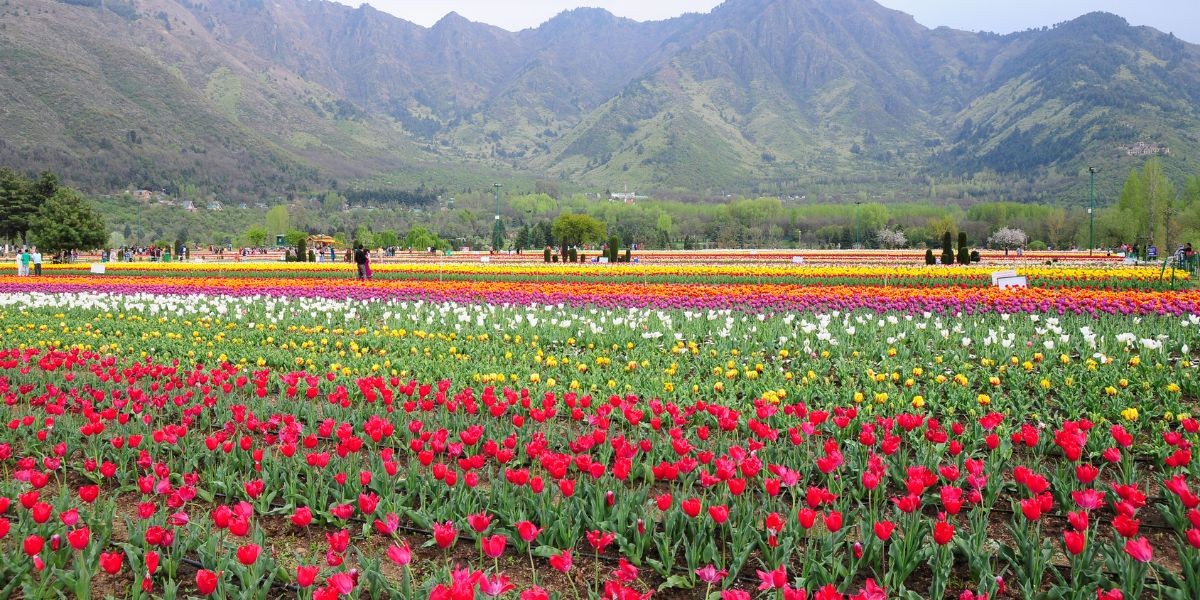 Tulip garden in kashmir